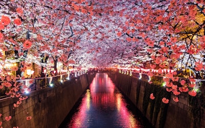 夜桜イメージ